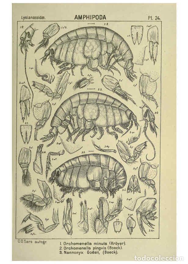 Collezionismo di Riviste e Giornali: Reproducci&oacute;n/Reproduction 6195441978: An account of the Crustacea of Norway. v.1 Amphipoda (plates)