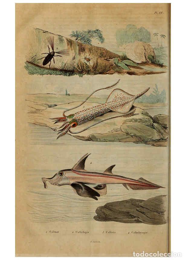 Collezionismo di Riviste e Giornali: Reproducci&oacute;n/Reproduction 6195103242: Dictionnaire pittoresque d'histoire naturelle et des ph&eacute;nom&egrave;ne