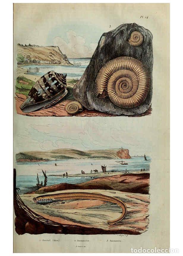 Collezionismo di Riviste e Giornali: Reproducci&oacute;n/Reproduction 6195090512: Dictionnaire pittoresque d'histoire naturelle et des ph&eacute;nom&egrave;ne