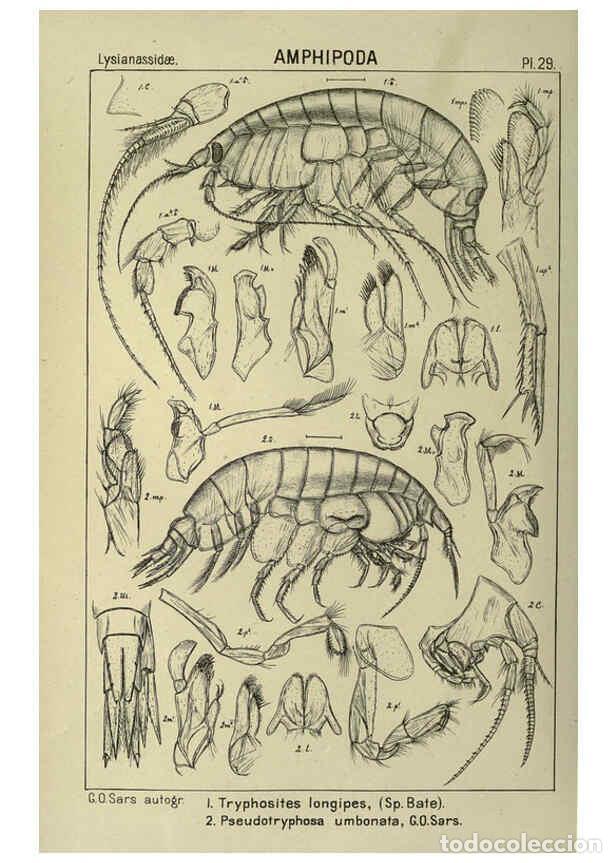 Collezionismo di Riviste e Giornali: Reproducci&oacute;n/Reproduction 6195443004: An account of the Crustacea of Norway. v.1 Amphipoda (plates)