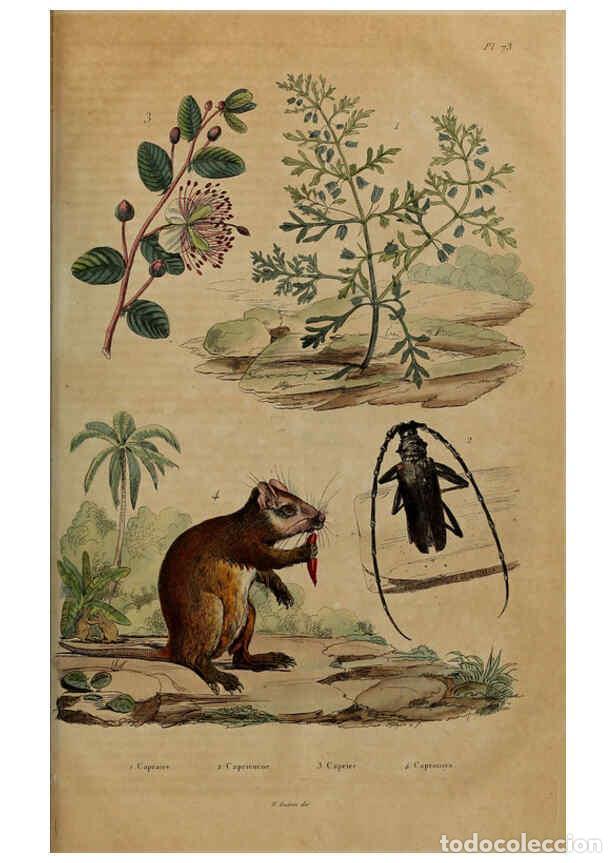 Collezionismo di Riviste e Giornali: Reproducci&oacute;n/Reproduction 6195104354: Dictionnaire pittoresque d'histoire naturelle et des ph&eacute;nom&egrave;ne