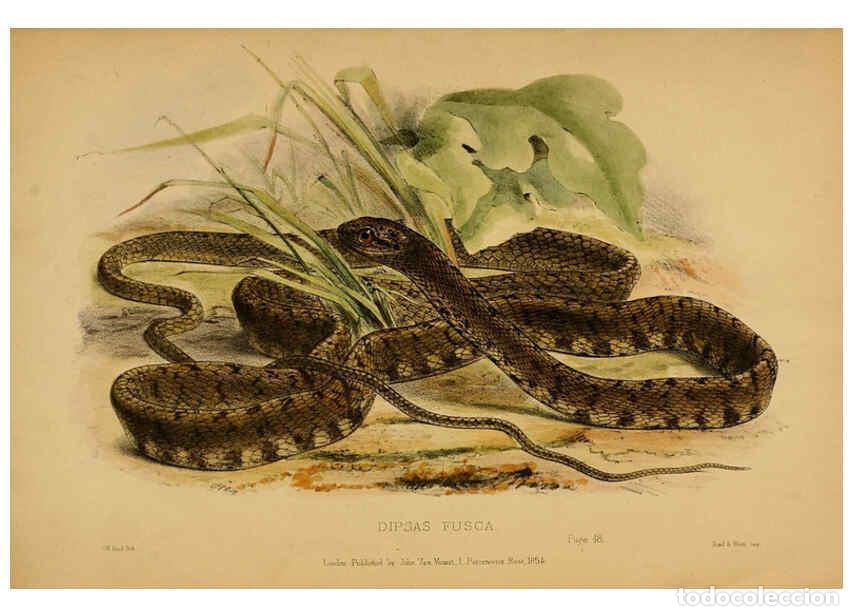 Collezionismo di Riviste e Giornali: Reproducci&oacute;n/Reproduction 6194479085: Contributions to the natural history of Labuan, and the adjace