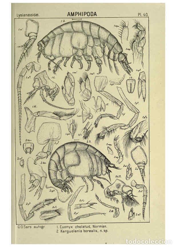 Collezionismo di Riviste e Giornali: Reproducci&oacute;n/Reproduction 6194928409: An account of the Crustacea of Norway. v.1 Amphipoda (plates)