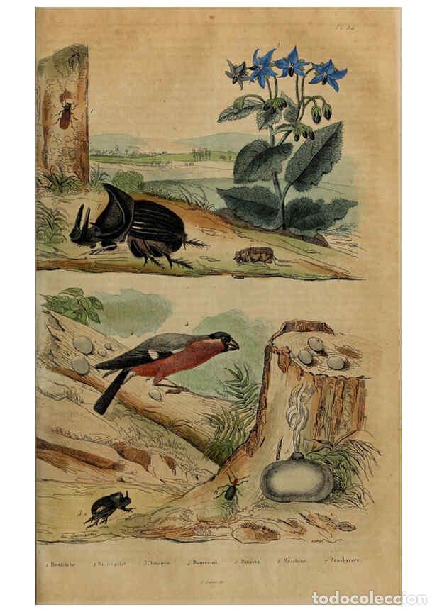 Collezionismo di Riviste e Giornali: Reproducci&oacute;n/Reproduction 6195100114: Dictionnaire pittoresque d'histoire naturelle et des ph&eacute;nom&egrave;ne