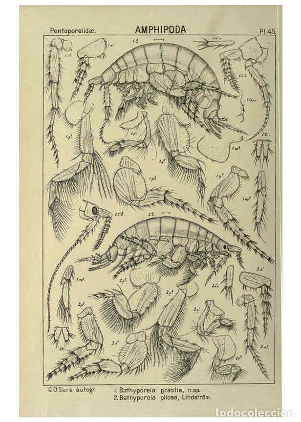Collezionismo di Riviste e Giornali: Reproducci&oacute;n/Reproduction 6195446562: An account of the Crustacea of Norway. v.1 Amphipoda (plates)