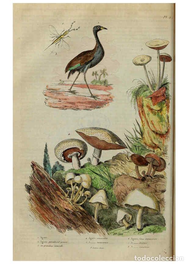 Collezionismo di Riviste e Giornali: Reproducci&oacute;n/Reproduction 6194571781: Dictionnaire pittoresque d'histoire naturelle et des ph&eacute;nom&egrave;ne