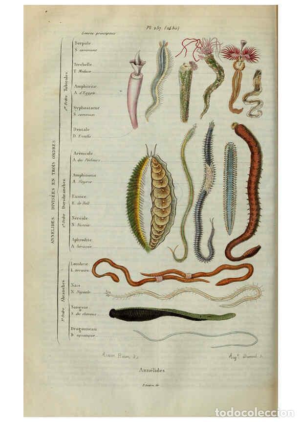 Coleccionismo de Revistas y Peri&oacute;dicos: Reproducci&oacute;n/Reproduction 6195093240: Dictionnaire pittoresque d'histoire naturelle et des ph&eacute;nom&egrave;ne