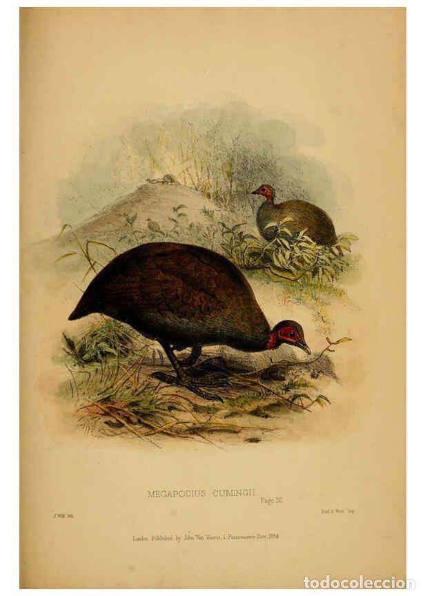 Coleccionismo de Revistas y Peri&oacute;dicos: Reproducci&oacute;n/Reproduction 6194995426: Contributions to the natural history of Labuan, and the adjace