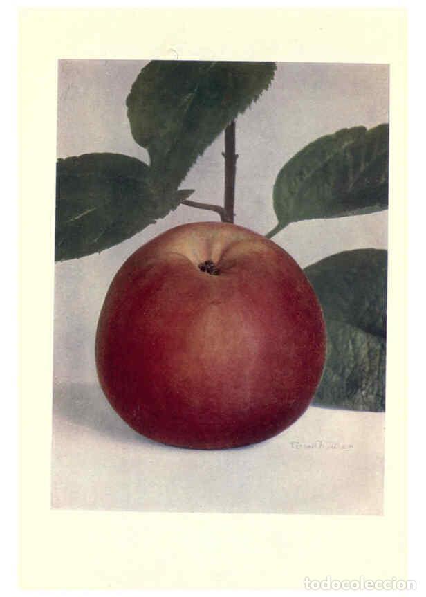 Coleccionismo de Revistas y Peri&oacute;dicos: Reproducci&oacute;n/Reproduction 6220550308: Apples & pears Edinburgh,T.C. & E.C. Jack[1911] - George Bunya
