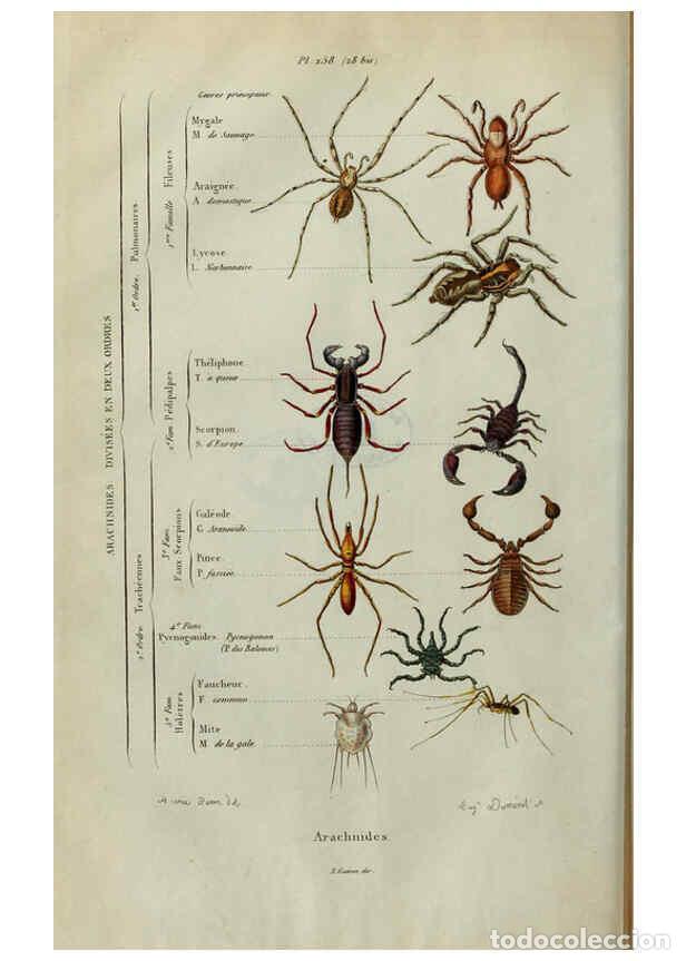 Coleccionismo de Revistas y Peri&oacute;dicos: Reproducci&oacute;n/Reproduction 6195094226: Dictionnaire pittoresque d'histoire naturelle et des ph&eacute;nom&egrave;ne
