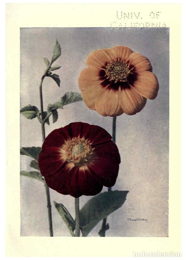 Coleccionismo de Revistas y Peri&oacute;dicos: Reproducci&oacute;n/Reproduction 6220045189: Dahlias New York,Frederick A. Stokes[1912?] - George Gordon