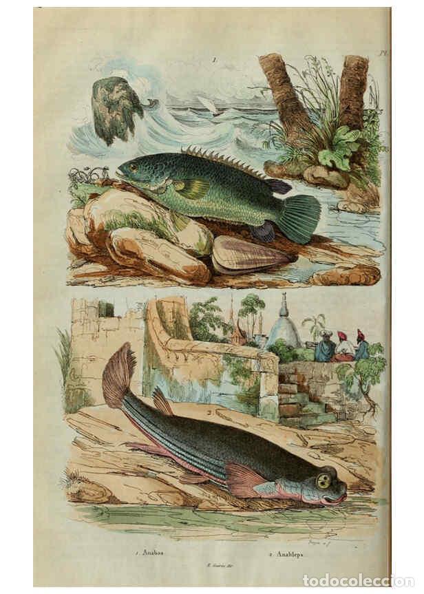 Coleccionismo de Revistas y Peri&oacute;dicos: Reproducci&oacute;n/Reproduction 6195091286: Dictionnaire pittoresque d'histoire naturelle et des ph&eacute;nom&egrave;ne