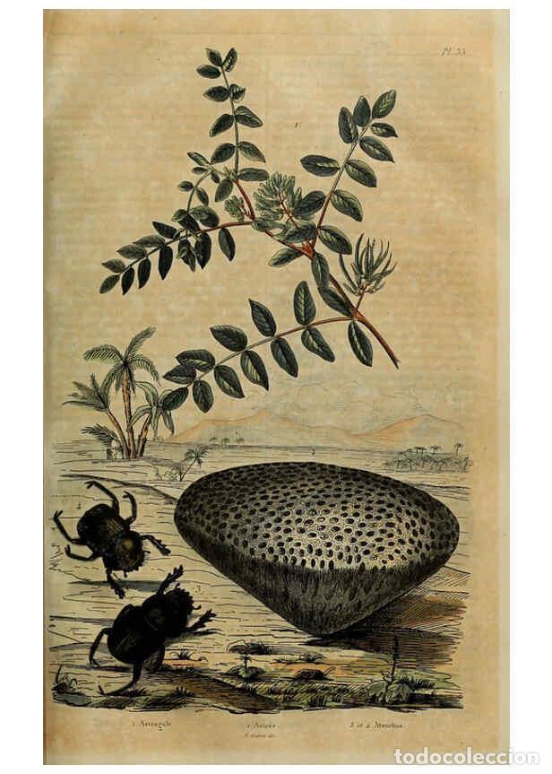 Coleccionismo de Revistas y Peri&oacute;dicos: Reproducci&oacute;n/Reproduction 6195095610: Dictionnaire pittoresque d'histoire naturelle et des ph&eacute;nom&egrave;ne