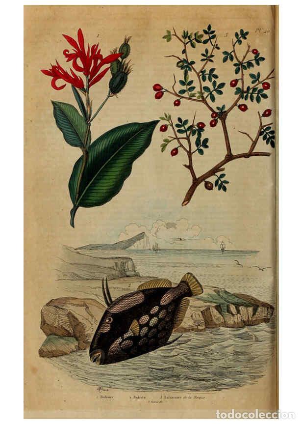 Coleccionismo de Revistas y Peri&oacute;dicos: Reproducci&oacute;n/Reproduction 6194580131: Dictionnaire pittoresque d'histoire naturelle et des ph&eacute;nom&egrave;ne