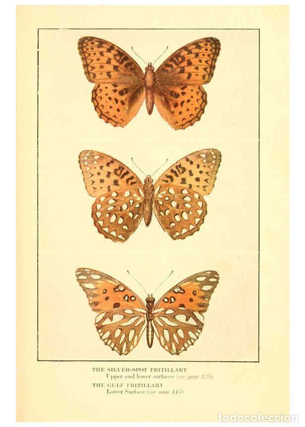 Coleccionismo de Revistas y Peri&oacute;dicos: Reproducci&oacute;n/Reproduction 6220007179: ...Butterflies worth knowing Garden City, New York,Doubleday,