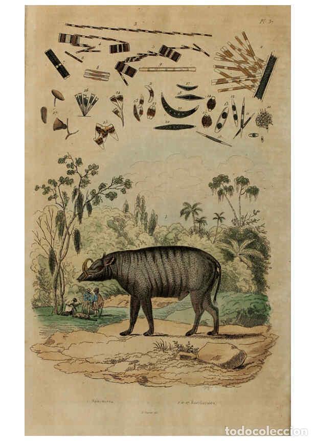 Coleccionismo de Revistas y Peri&oacute;dicos: Reproducci&oacute;n/Reproduction 6194579477: Dictionnaire pittoresque d'histoire naturelle et des ph&eacute;nom&egrave;ne