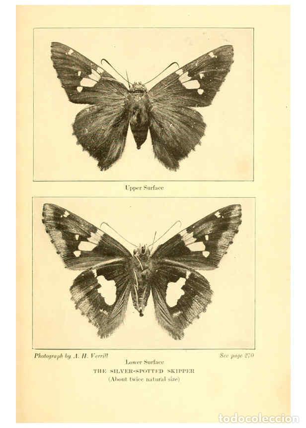 Coleccionismo de Revistas y Peri&oacute;dicos: Reproducci&oacute;n/Reproduction 6220533552: ...Butterflies worth knowing Garden City, New York,Doubleday,