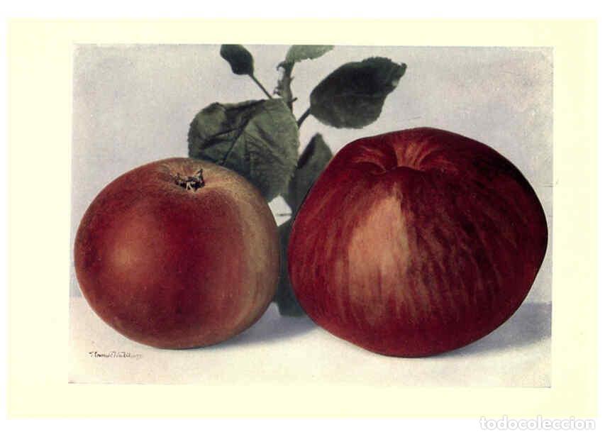 Coleccionismo de Revistas y Peri&oacute;dicos: Reproducci&oacute;n/Reproduction 6220549554: Apples & pears Edinburgh,T.C. & E.C. Jack[1911] - George Bunya