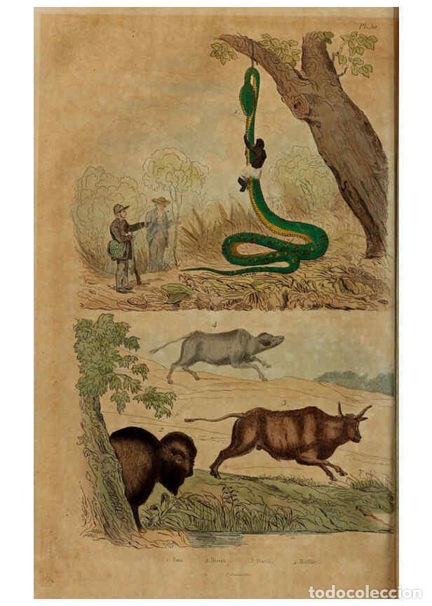 Coleccionismo de Revistas y Peri&oacute;dicos: Reproducci&oacute;n/Reproduction 6194582259: Dictionnaire pittoresque d'histoire naturelle et des ph&eacute;nom&egrave;ne