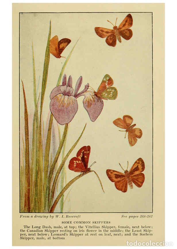 Coleccionismo de Revistas y Peri&oacute;dicos: Reproducci&oacute;n/Reproduction 6220530990: ...Butterflies worth knowing Garden City, New York,Doubleday,