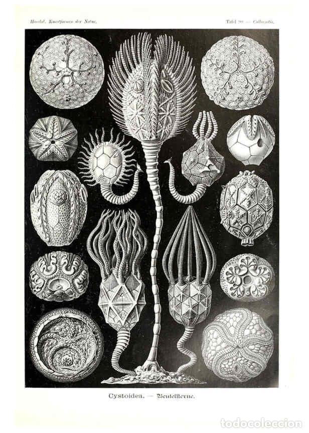 Coleccionismo de Revistas y Peri&oacute;dicos: Reproducci&oacute;n/Reproduction 6197333451: Kunstformen der Natur Leipzig und Wien :Verlag des Bibliograph