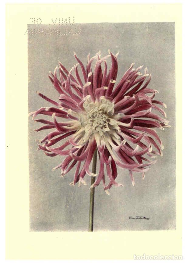 Coleccionismo de Revistas y Peri&oacute;dicos: Reproducci&oacute;n/Reproduction 6220044213: Dahlias New York,Frederick A. Stokes[1912?] - George Gordon