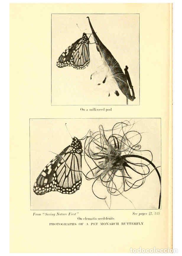 Coleccionismo de Revistas y Peri&oacute;dicos: Reproducci&oacute;n/Reproduction 6220010641: ...Butterflies worth knowing Garden City, New York,Doubleday,