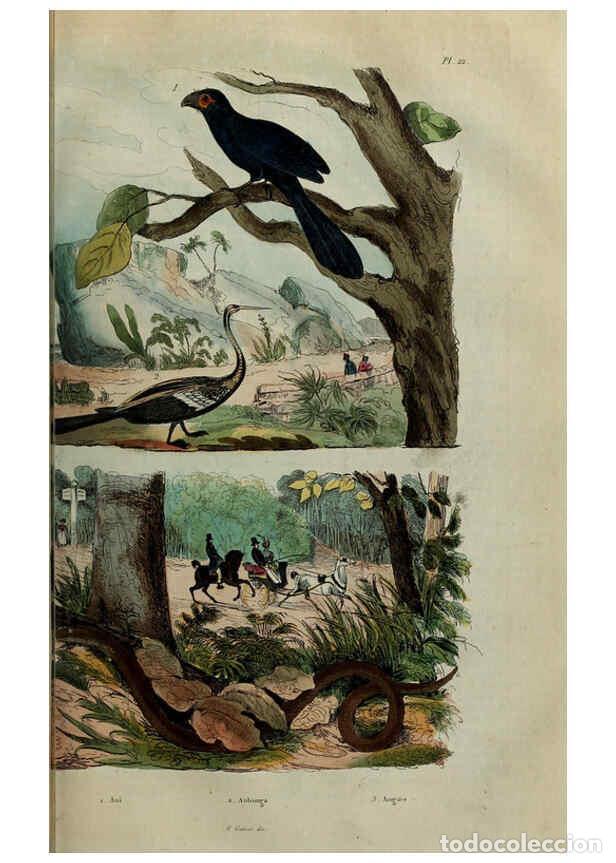 Coleccionismo de Revistas y Peri&oacute;dicos: Reproducci&oacute;n/Reproduction 6194575797: Dictionnaire pittoresque d'histoire naturelle et des ph&eacute;nom&egrave;ne