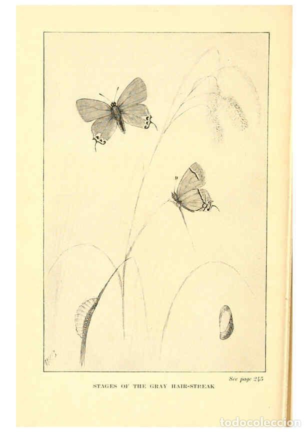 Coleccionismo de Revistas y Peri&oacute;dicos: Reproducci&oacute;n/Reproduction 6220533294: ...Butterflies worth knowing Garden City, New York,Doubleday,