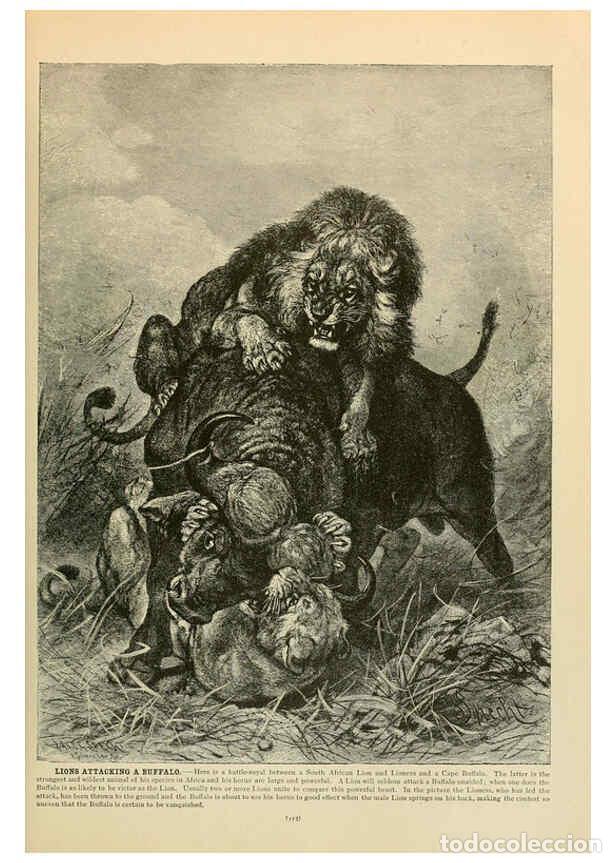 Coleccionismo de Revistas y Peri&oacute;dicos: Reproducci&oacute;n/Reproduction 6220153895: Brehm's Life of animals : Volume 1, Mammalia Chicago :Marquis,