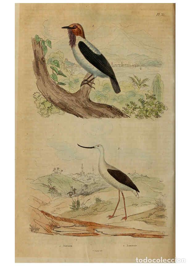 Coleccionismo de Revistas y Peri&oacute;dicos: Reproducci&oacute;n/Reproduction 6195096006: Dictionnaire pittoresque d'histoire naturelle et des ph&eacute;nom&egrave;ne