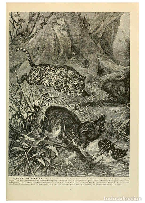 Coleccionismo de Revistas y Peri&oacute;dicos: Reproducci&oacute;n/Reproduction 6220676962: Brehm's Life of animals : Volume 1, Mammalia Chicago :Marquis,