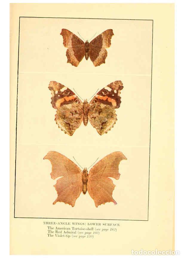 Coleccionismo de Revistas y Peri&oacute;dicos: Reproducci&oacute;n/Reproduction 6220008461: ...Butterflies worth knowing Garden City, New York,Doubleday,