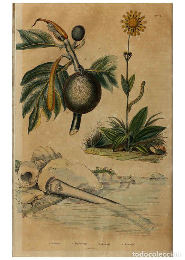 Coleccionismo de Revistas y Peri&oacute;dicos: Reproducci&oacute;n/Reproduction 6195094726: Dictionnaire pittoresque d'histoire naturelle et des ph&eacute;nom&egrave;ne