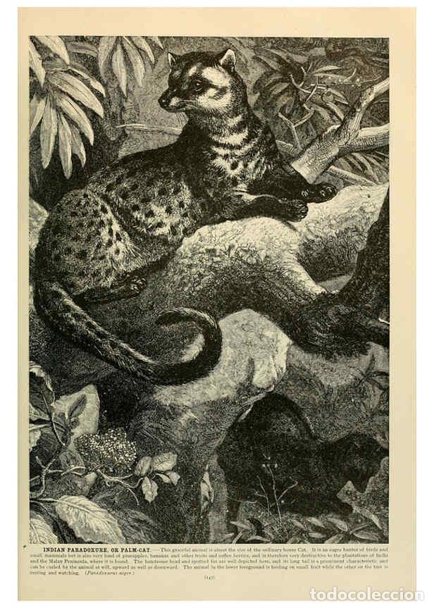 Coleccionismo de Revistas y Peri&oacute;dicos: Reproducci&oacute;n/Reproduction 6220157721: Brehm's Life of animals : Volume 1, Mammalia Chicago :Marquis,