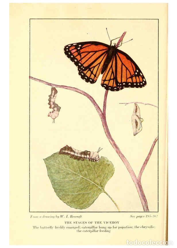Coleccionismo de Revistas y Peri&oacute;dicos: Reproducci&oacute;n/Reproduction 6220009633: ...Butterflies worth knowing Garden City, New York,Doubleday,