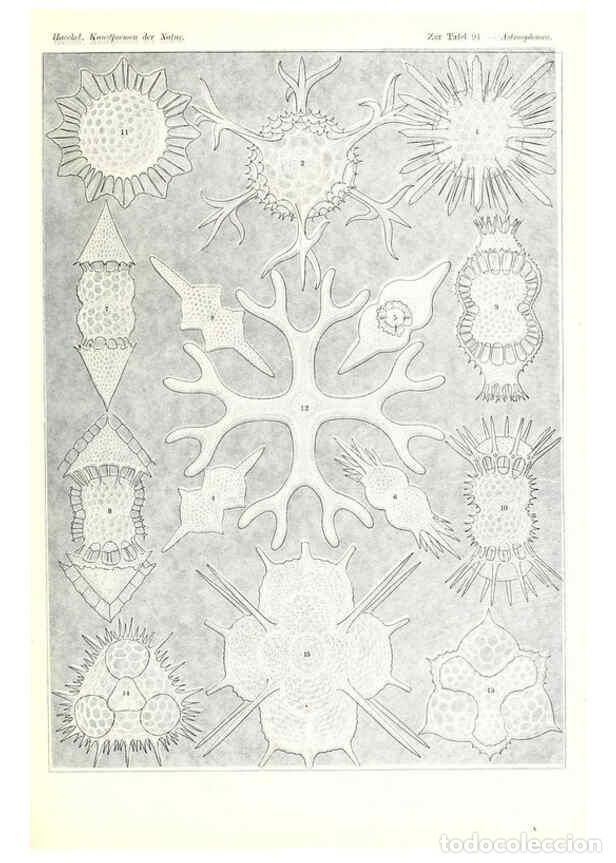 Coleccionismo de Revistas y Peri&oacute;dicos: Reproducci&oacute;n/Reproduction 6197333573: Kunstformen der Natur Leipzig und Wien :Verlag des Bibliograph