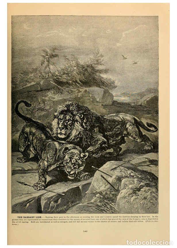 Coleccionismo de Revistas y Peri&oacute;dicos: Reproducci&oacute;n/Reproduction 6220674494: Brehm's Life of animals : Volume 1, Mammalia Chicago :Marquis,