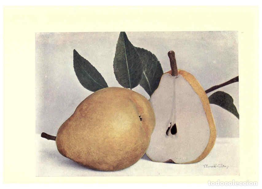Collection Magazines and Newspapers: Reproducci&oacute;n/Reproduction 6220549034: Apples & pears Edinburgh,T.C. & E.C. Jack[1911] - George Bunya