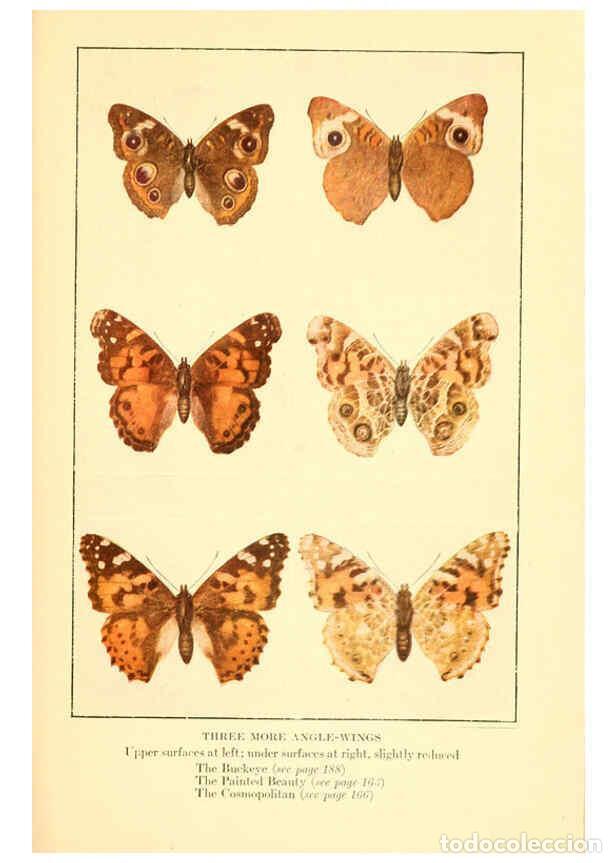 Collection Magazines and Newspapers: Reproducci&oacute;n/Reproduction 6220530496: ...Butterflies worth knowing Garden City, New York,Doubleday,