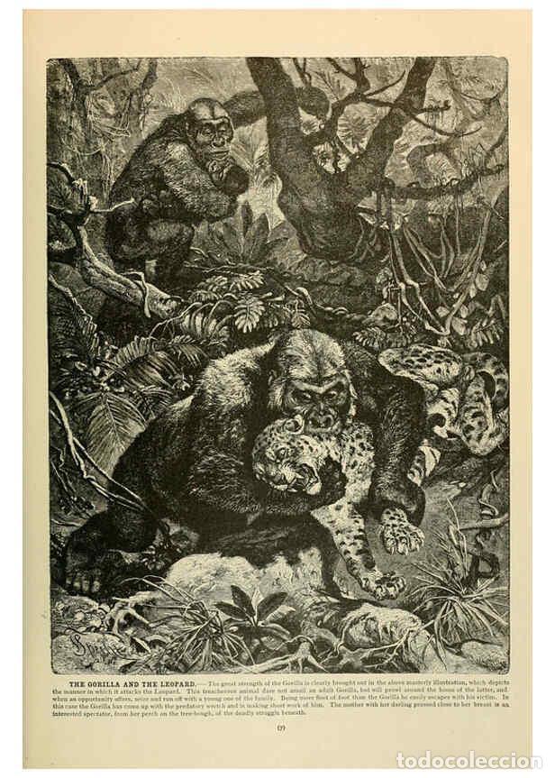 Collection Magazines and Newspapers: Reproducci&oacute;n/Reproduction 6220668232: Brehm's Life of animals : Volume 1, Mammalia Chicago :Marquis,