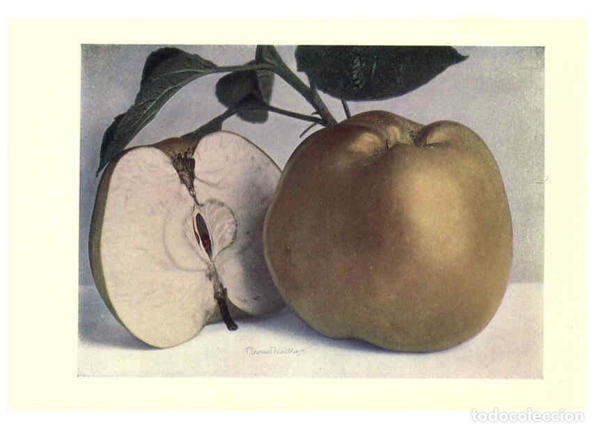Collection Magazines and Newspapers: Reproducci&oacute;n/Reproduction 6220549938: Apples & pears Edinburgh,T.C. & E.C. Jack[1911] - George Bunya