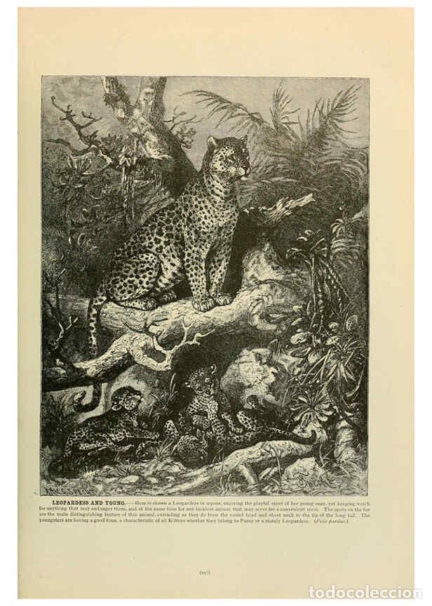 Collection Magazines and Newspapers: Reproducci&oacute;n/Reproduction 6220675698: Brehm's Life of animals : Volume 1, Mammalia Chicago :Marquis,