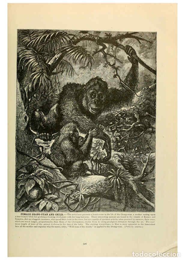 Collection Magazines and Newspapers: Reproducci&oacute;n/Reproduction 6220149015: Brehm's Life of animals : Volume 1, Mammalia Chicago :Marquis,