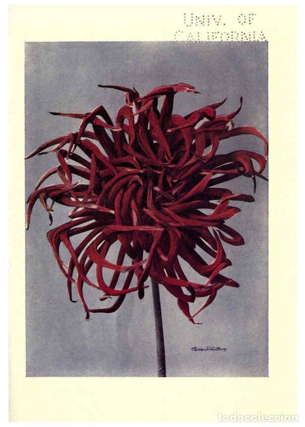 Collection Magazines and Newspapers: Reproducci&oacute;n/Reproduction 6220044827: Dahlias New York,Frederick A. Stokes[1912?] - George Gordon