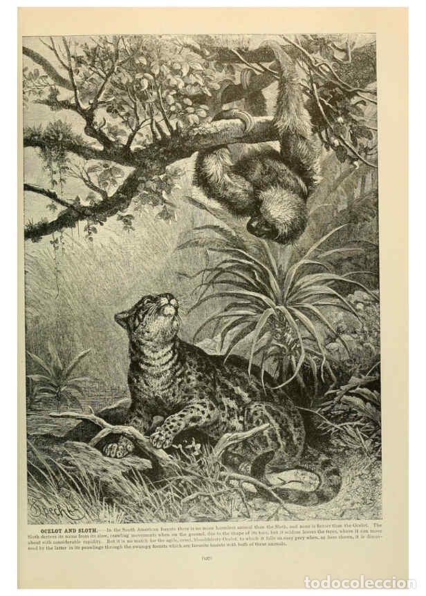 Collection Magazines and Newspapers: Reproducci&oacute;n/Reproduction 6220677340: Brehm's Life of animals : Volume 1, Mammalia Chicago :Marquis,