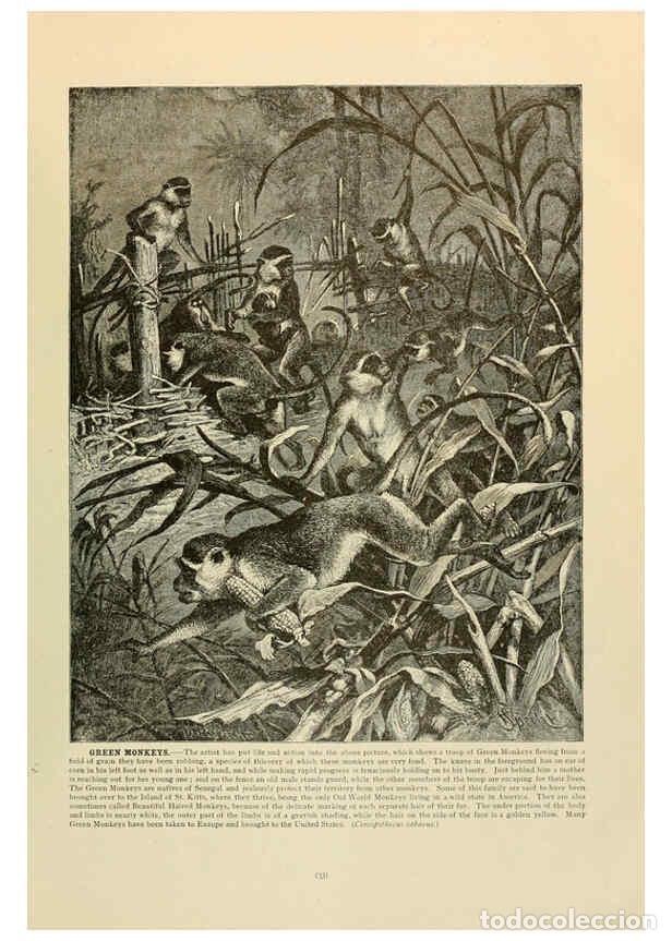 Collection Magazines and Newspapers: Reproducci&oacute;n/Reproduction 6220150855: Brehm's Life of animals : Volume 1, Mammalia Chicago :Marquis,