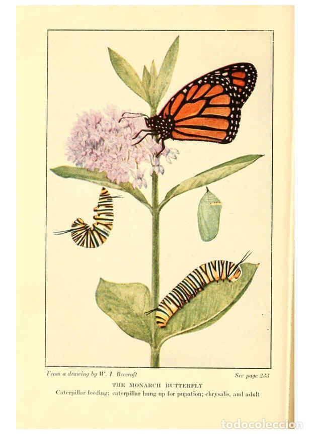 Collection Magazines and Newspapers: Reproducci&oacute;n/Reproduction 6220011267: ...Butterflies worth knowing Garden City, New York,Doubleday,