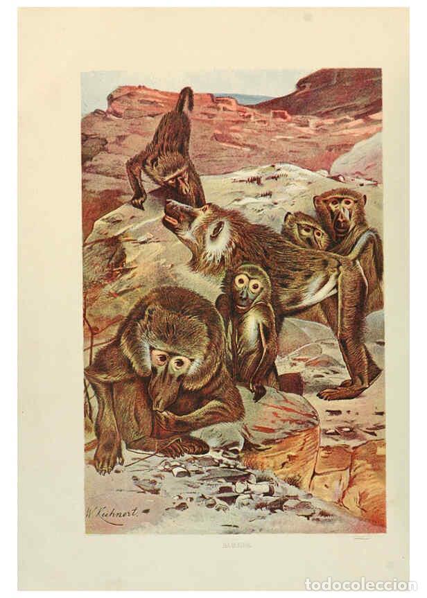 Collection Magazines and Newspapers: Reproducci&oacute;n/Reproduction 6220670826: Brehm's Life of animals : Volume 1, Mammalia Chicago :Marquis,