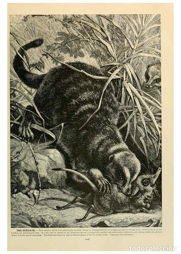 Collection Magazines and Newspapers: Reproducci&oacute;n/Reproduction 6220679042: Brehm's Life of animals : Volume 1, Mammalia Chicago :Marquis,